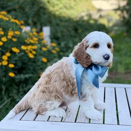 Boy 4 - male Goldendoodle puppy in Mapleton, Utah from Natural Doodle Life