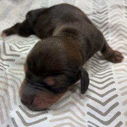 Gravy - Red male Dachshund puppy in Dobson, North Carolina from Oakleys Dachshund Haven