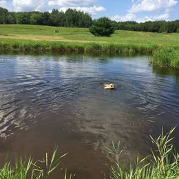 Labrador Retriever Puppies from Harvest Moon Farm