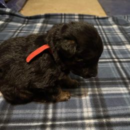 German Shepherd All Grown Up from Von Freimeier Kennels