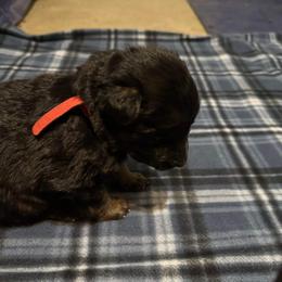 German Shepherd All Grown Up from Von Freimeier Kennels