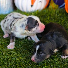 Birch - Blue merle male Toy Australian Shepherd puppy in Granbury, Texas from Best Little Aussies