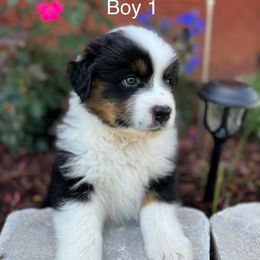Boy 1 - Black tri-color Australian Shepherd puppy in Dothan, Alabama from Aussie Paws Trailblazers