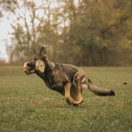 German Shepherd All Grown Up from Haus Brächen German Shepherds