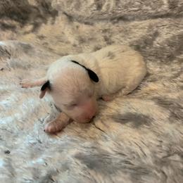 Ruby - Parti female Poodle puppy in Haddam, Kansas from Golden B Acres