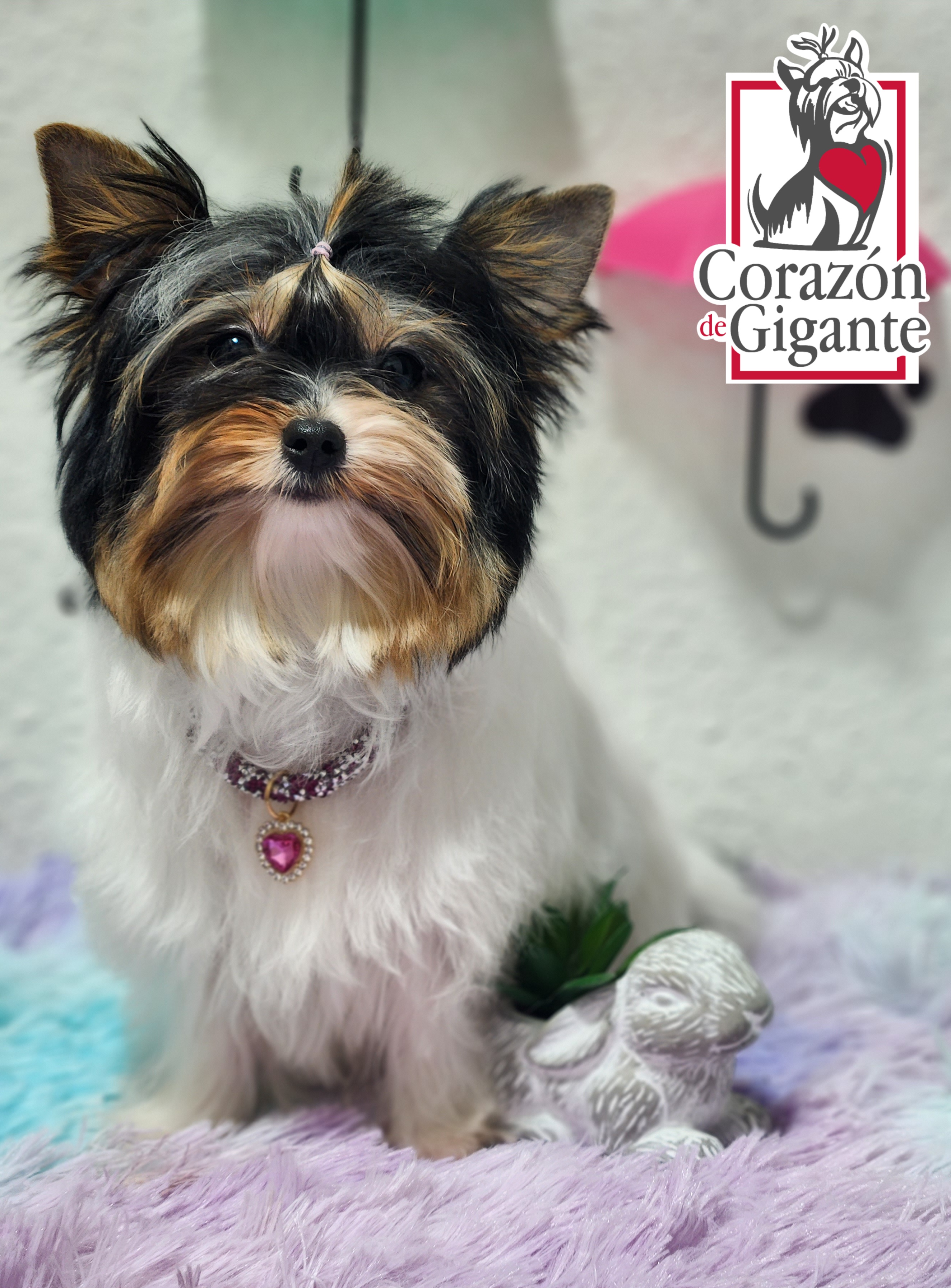 Biewer Terrier and Yorkshire Terrier Puppies from Corazón de gigante