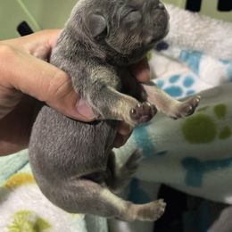 Boy 3 - French Bulldog puppy from Old Frenchie Air Corp