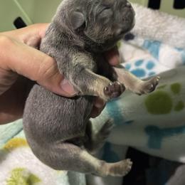 Boy 3 - French Bulldog puppy from Old Frenchie Air Corp