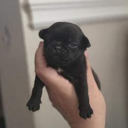 Saddle - Black female Pug puppy in Cincinnati, Ohio from Pugs513