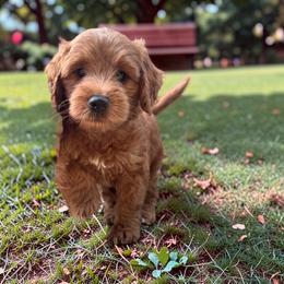 Bernedoodle and Goldendoodle Puppies from Paws 4 Doodles, LLC