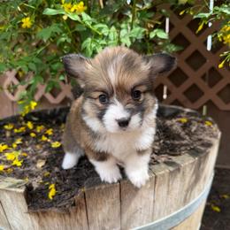 Girl 3 - Red female Pembroke Welsh Corgi puppy in Bakersfield, California from Kern River Corgis