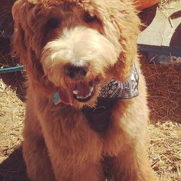 Goldendoodles from Wilbur & Ellie Doodles