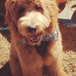 Goldendoodles from Wilbur & Ellie Doodles