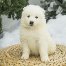 Samoyed Puppies from Desert Snow Samoyeds