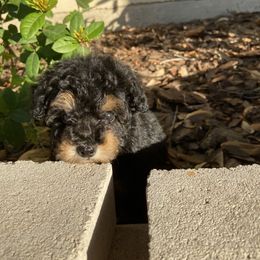 Poodle Puppies from Honey Valley Poodles