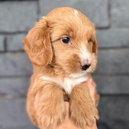 Rosey - Red  female Goldendoodle puppy in Phoenix, Arizona from Doodles of the Desert