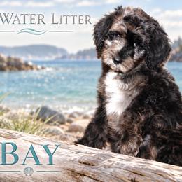 Bay - Merle male Bernedoodle puppy in Westminster, South Carolina from Goldendoodlepuppiessc