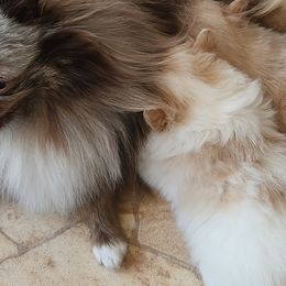Pomeranians from L'Orlean Kennels
