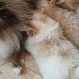Pomeranians from L'Orlean Kennels