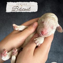 Biscuit - Cream female Labradoodle puppy in Kingman, Arizona from The Dood Ranch
