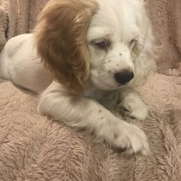 KinzLee - Cocker Spaniel