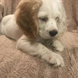 KinzLee - Cocker Spaniel