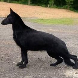 German Shepherd puppies from Riddermark kennel