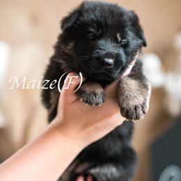 Maize - Black and tan female German Shepherd puppy in Berwick, Maine from Vom Rindahaus Shepherds