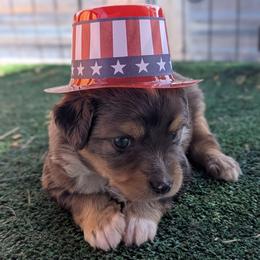 Gene - Blue merle male Toy Australian Shepherd puppy in Mountain Home, Idaho from LJK Boxers & Toy Aussies
