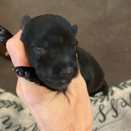 Black - Black male Miniature Schnauzer puppy in Malvern, Arkansas from Deep South Miniature Schnauzers