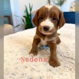 Sedona - Red  female Goldendoodle puppy in Glendale, Arizona from Follow Your Bliss Doodles