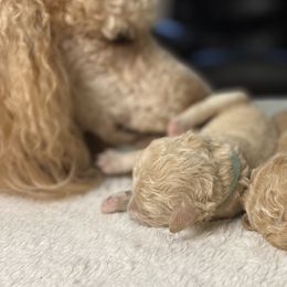 Poodles from Graceful Poodle Paws