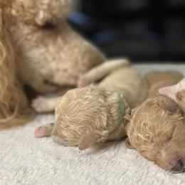 Poodles from Graceful Poodle Paws