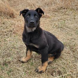 Grey Collar - Runa - Black and tan female German Shepherd puppy in Augusta, West Virginia from Cricket Hollow Canines