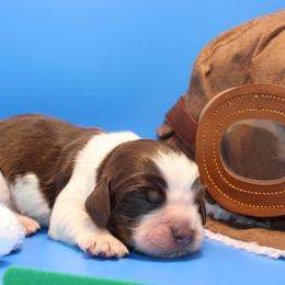 Alaska - Tri-Roan male English Springer Spaniel puppy in Eastman, Georgia from Mossy Creek Springers