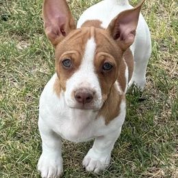 Teddy Roosevelt Terrier Puppies from Margo Lauritsen