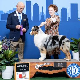 Cross - Australian Shepherd