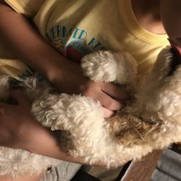 Poodles from Garden of Weedin