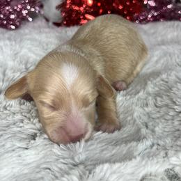 Boy four - Cream male Dachshund puppy in Payette, Idaho from NT Mini Doxies