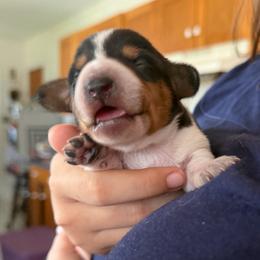 Piebald black and tan boy - Piebald male Dachshund puppy in Lady Lake, Florida from Shotzie Doxie Co.
