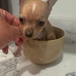 Mini Mr merley charting 3-4lb range - Merle male Chihuahua puppy in Las Vegas, Nevada from Quality Poms Chihuahua Yorkies of Las vegas
