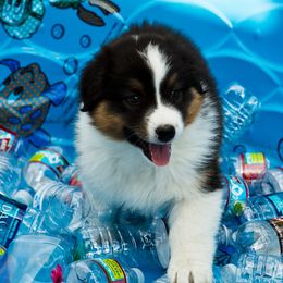 Australian Shepherd Puppies from Highline