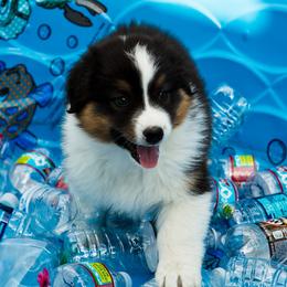 Australian Shepherd Puppies from Highline