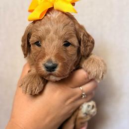 Daisy - Apricot female Goldendoodle puppy in Sacramento, California from GoldenDoodle Love