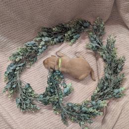 Light Green - Yellow female Labrador Retriever puppy in Briggsdale, Colorado from LC Hunting Labs, LLC.