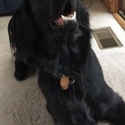 Flat-Coated Retrievers from Grand Mere Flat Coated Retrievers