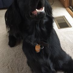 Flat-Coated Retrievers from Grand Mere Flat Coated Retrievers
