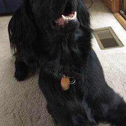 Flat-Coated Retrievers from Grand Mere Flat Coated Retrievers