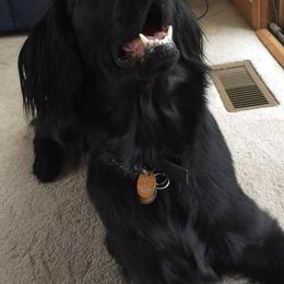 Flat-Coated Retrievers from Grand Mere Flat Coated Retrievers