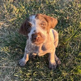 Eagle - Chestnut and gray male Wirehaired Pointing Griffon puppy in Grangeville, Idaho from Happy Hollow Griffons
